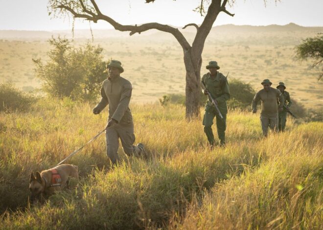 More than 40 suspected poachers arrested in Serengeti