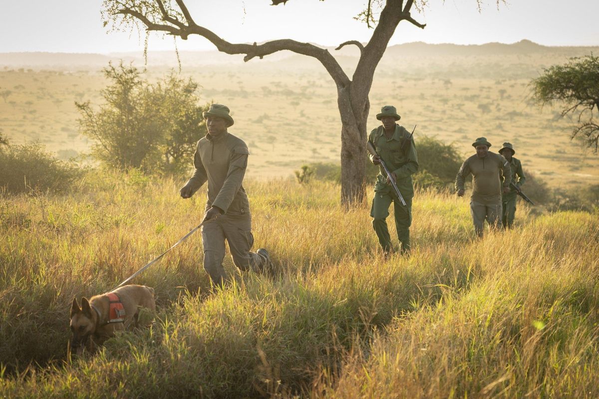 More than 40 suspected poachers arrested in Serengeti
