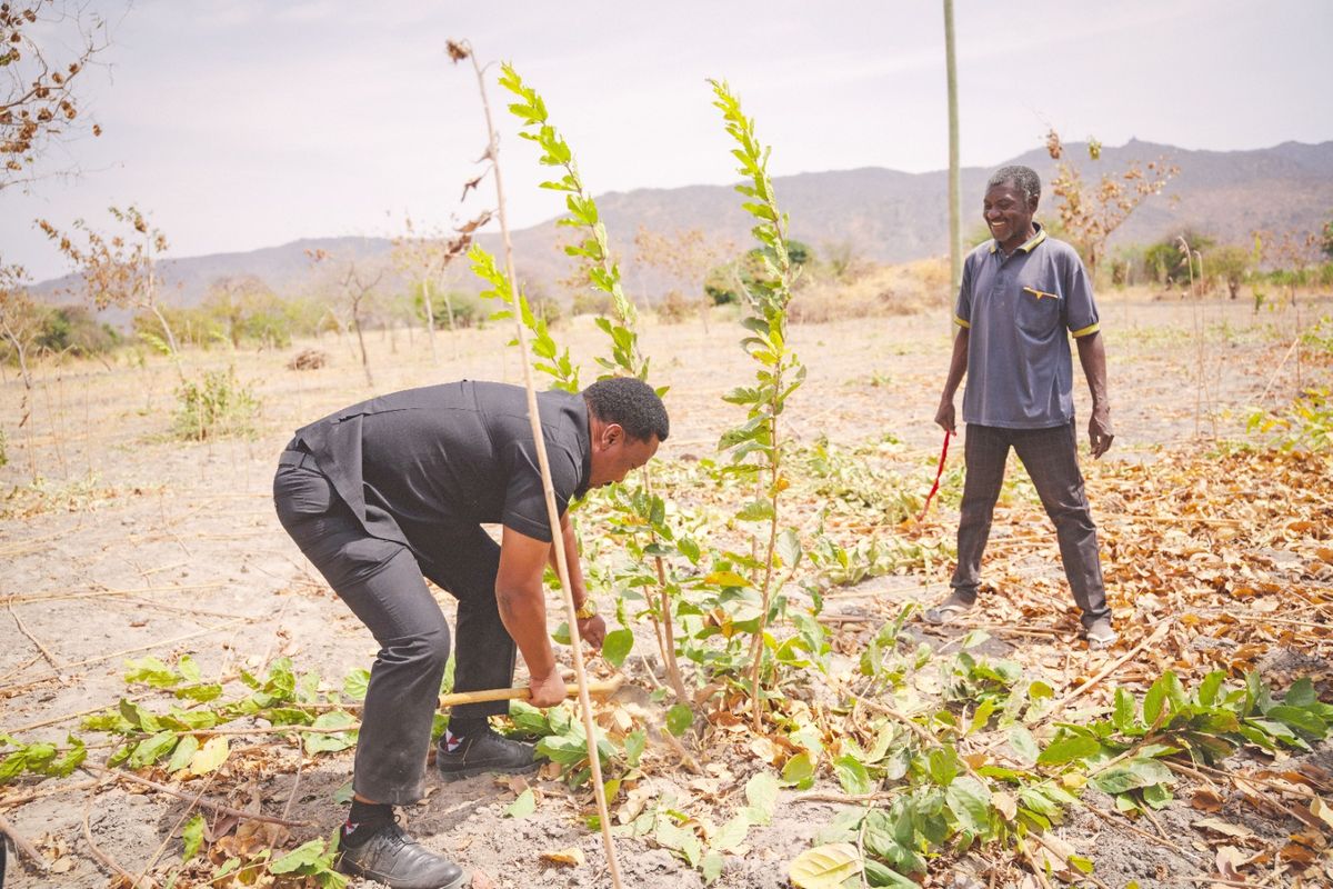 Tanzania’s plan to grow lush forests from forgotten trees