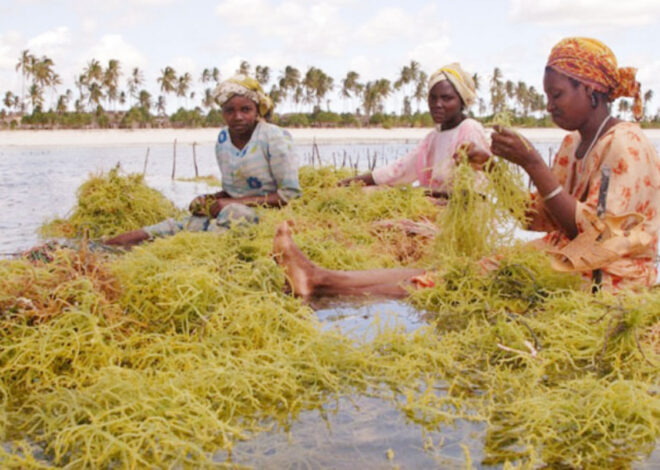 Sh70 milioni kuinua wakulima wa mwani Mtwara