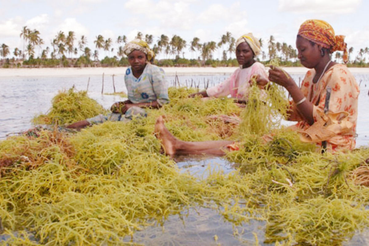 Sh70 milioni kuinua wakulima wa mwani Mtwara
