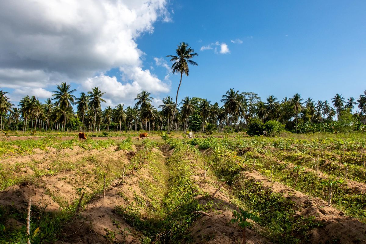 Zanzibar warns land brokers over sale of government plots